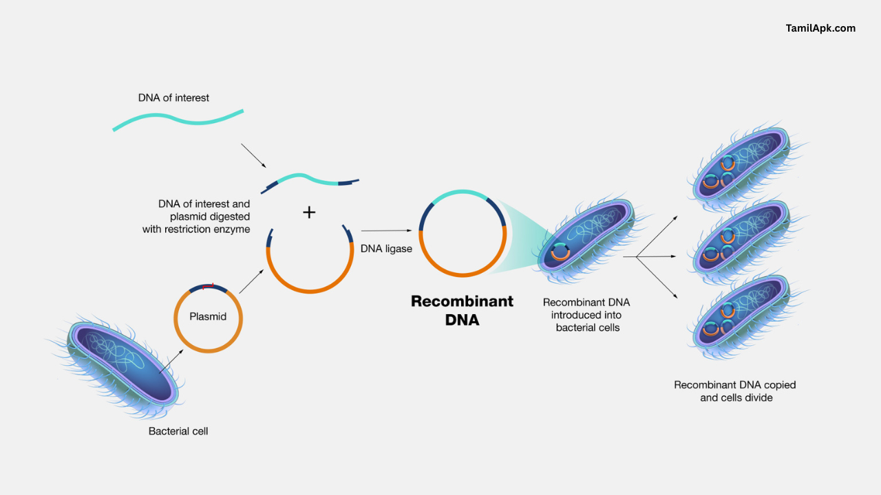 Recombinant DNA Technology: The Master Guide